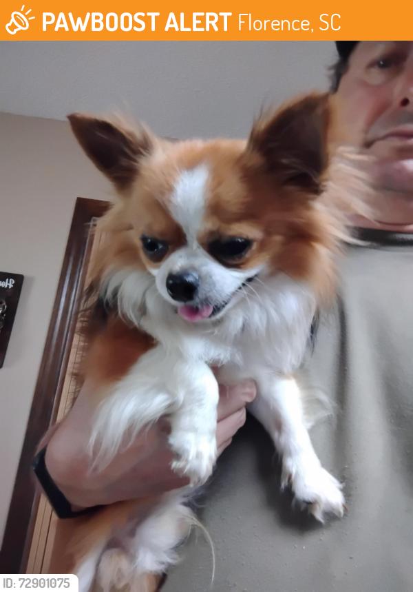 Found/Stray Unknown Dog last seen Claussen Rd, Florence, SC 29505