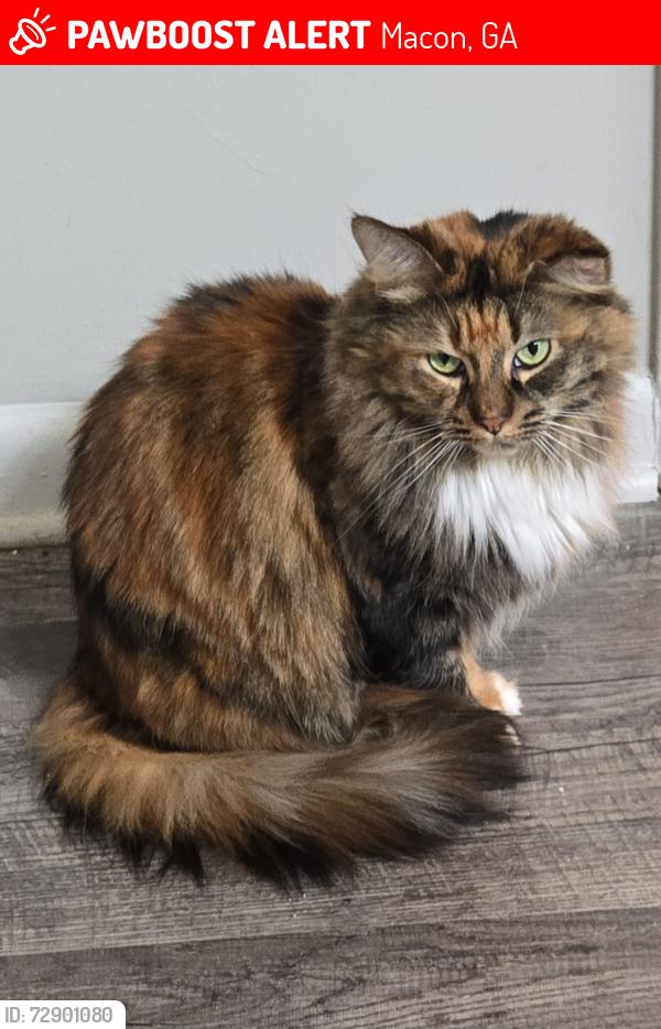 Lost Female Cat last seen Forest Hill Vineville, Macon, GA 31210