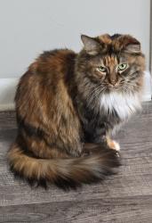 Lost Female Cat last seen Forest Hill Vineville, Macon, GA 31210