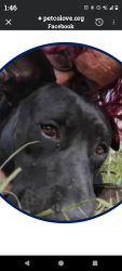 Lost Male Dog last seen race track road ,53rd Gainesville FL , Gainesville, FL 32609