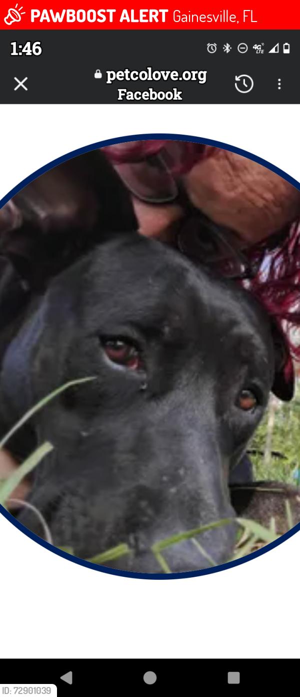 Lost Male Dog last seen race track road ,53rd Gainesville FL , Gainesville, FL 32609
