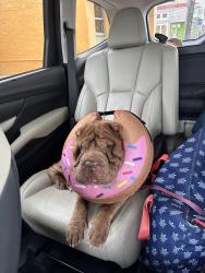 Found/Stray Unknown Dog last seen Louisiana ave, New Orleans, LA 70112