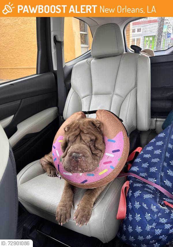 Found/Stray Unknown Dog last seen Louisiana ave, New Orleans, LA 70112