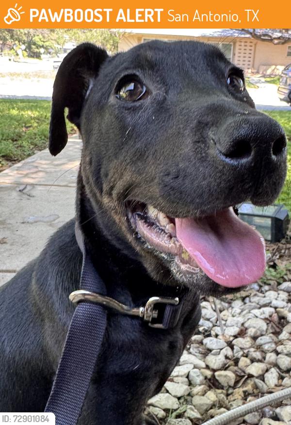 Found/Stray Female Dog last seen Montfort Dr and Thames , San Antonio, TX 78216
