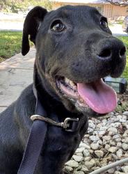Found/Stray Female Dog last seen Montfort Dr and Thames , San Antonio, TX 78216