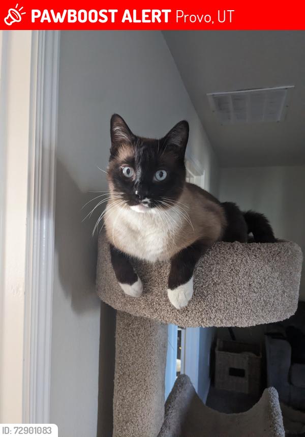 Lost Male Cat last seen Near S 1850 W Provo, Provo, UT 84601