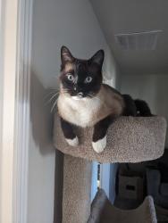 Lost Male Cat last seen Near S 1850 W Provo, Provo, UT 84601