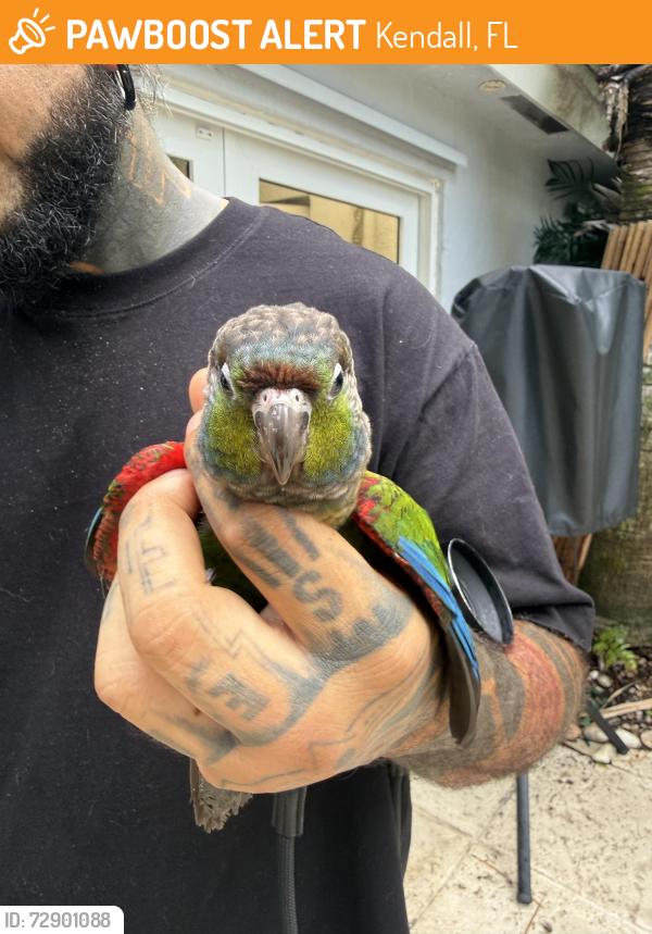 Found/Stray Unknown Bird last seen In our back yard , Kendall, FL 33176
