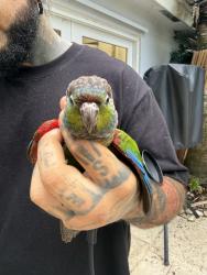 Found/Stray Unknown Bird last seen In our back yard , Kendall, FL 33176