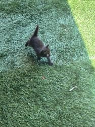 Lost Male Cat last seen By parking lot, Hemet, CA 92545