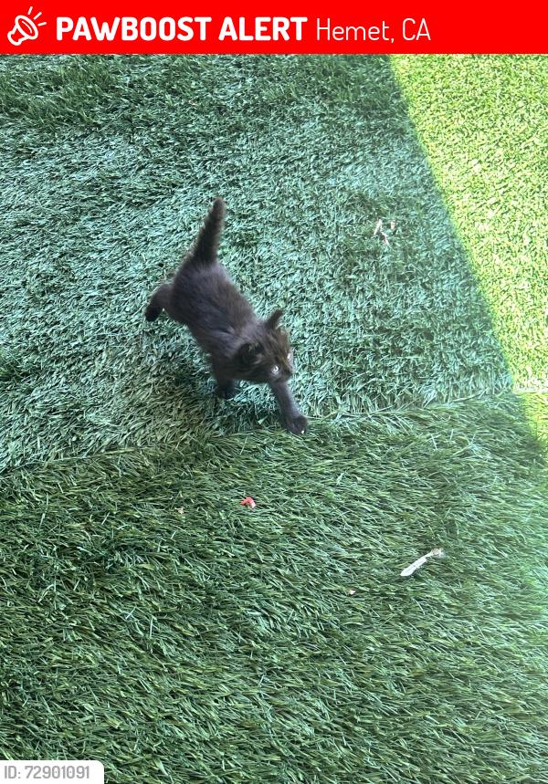 Lost Male Cat last seen By parking lot, Hemet, CA 92545