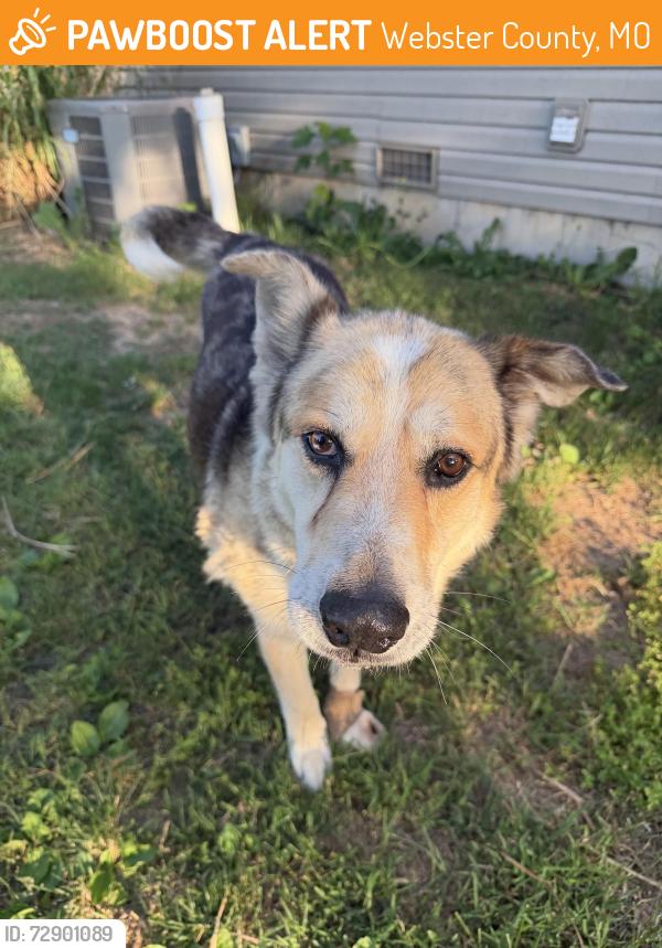 Found/Stray Male Dog last seen Near SSR-B, Webster County, MO 65706