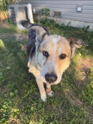 Found/Stray Male Dog last seen Near SSR-B, Webster County, MO 65706