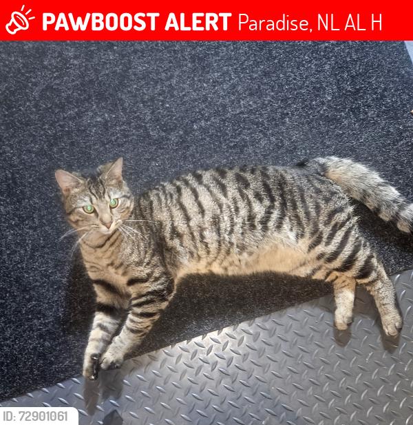 Lost Male Cat last seen Topsail Road & Trails End intersection, Paradise, NL A1L 1H3