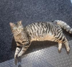 Lost Male Cat last seen Topsail Road & Trails End intersection, Paradise, NL A1L 1H3
