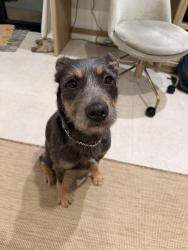 Found/Stray Female Dog last seen Sunset and Van Ness, Los Angeles, CA 90028