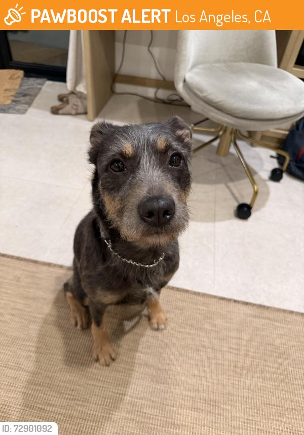 Found/Stray Female Dog last seen Sunset and Van Ness, Los Angeles, CA 90028