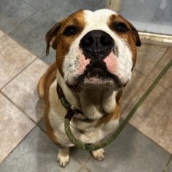 Shelter Stray Male Dog last seen , 4500 N Access Rd, Chattanooga, TN 37415, USA