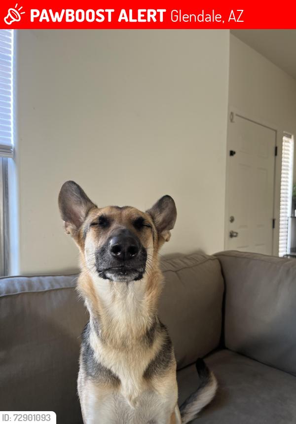 Lost Female Dog last seen 75th and northern farm, Glendale, AZ 85303
