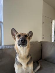 Lost Female Dog last seen 75th and northern farm, Glendale, AZ 85303