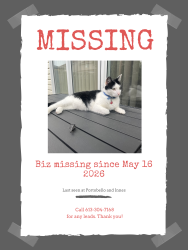 Lost Male Cat last seen Portobello and Nesting, Ottawa, ON K4A 3X5