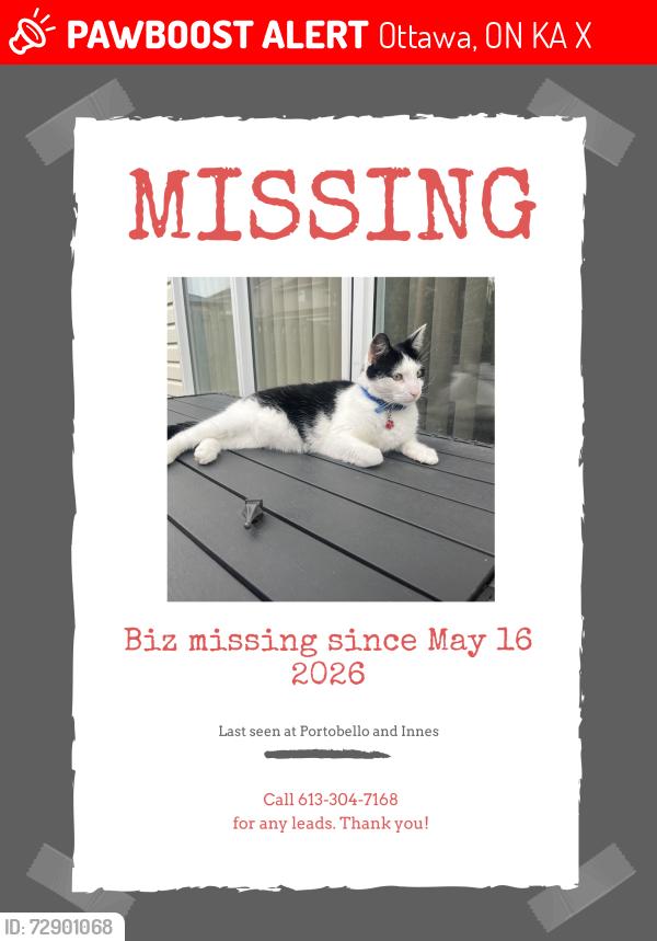 Lost Male Cat last seen Portobello and Nesting, Ottawa, ON K4A 3X5