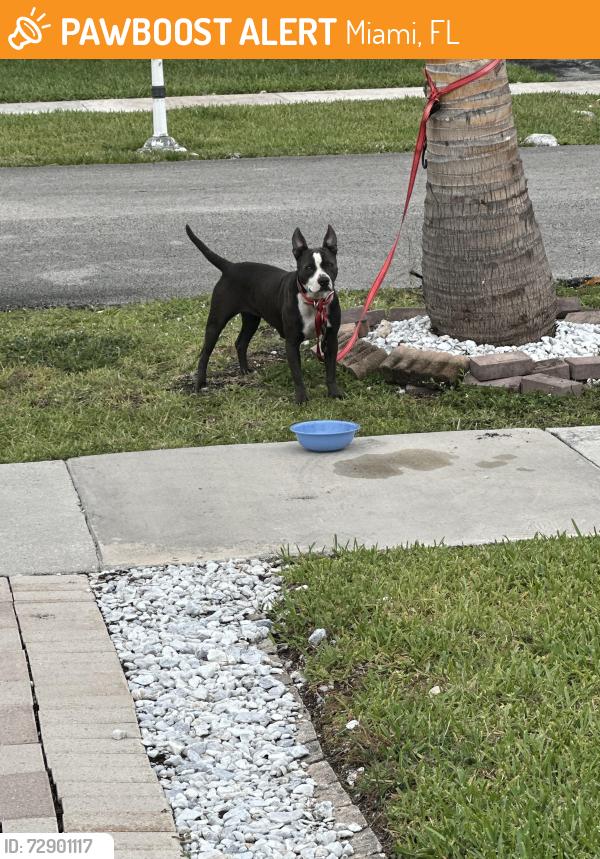 Found/Stray Female Dog last seen Winston Park Neighborhood , Miami, FL 33183