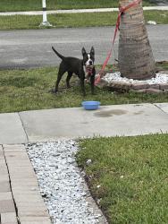 Found/Stray Female Dog last seen Winston Park Neighborhood , Miami, FL 33183