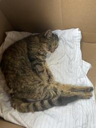 Reunited Female Cat last seen Main Street/ Highland Ave , Peapack and Gladstone, NJ 07931