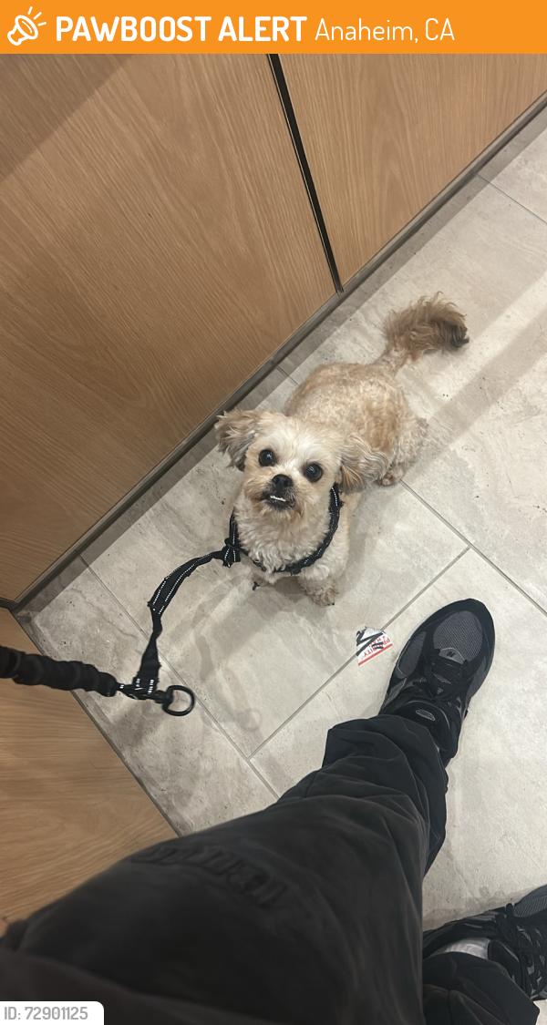 Found/Stray Female Dog last seen S Orangewood Ave. and S State College Blvd., Anaheim, CA 92806