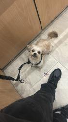 Found/Stray Female Dog last seen S Orangewood Ave. and S State College Blvd., Anaheim, CA 92806
