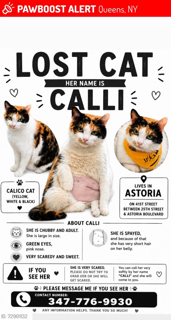 Lost Female Cat last seen Near 41st , Queens, NY 11103