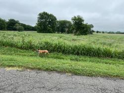 Found/Stray Unknown Dog last seen On S Sheridan between 141st & 151st, Bixby, OK 74008