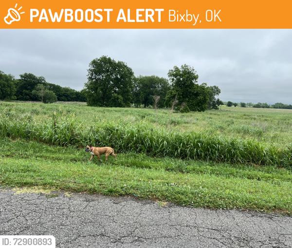 Found/Stray Unknown Dog last seen On S Sheridan between 141st & 151st, Bixby, OK 74008