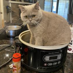 Lost Female Cat last seen Near marlberry drive, Orlando, FL 32819