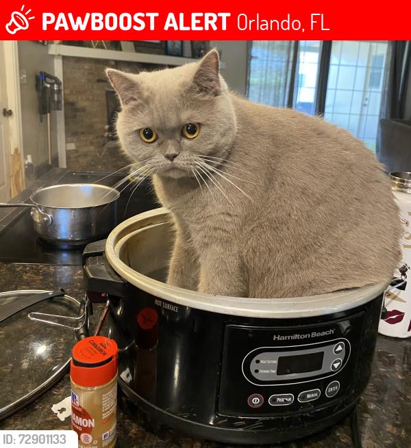 Lost Female Cat last seen Near marlberry drive, Orlando, FL 32819