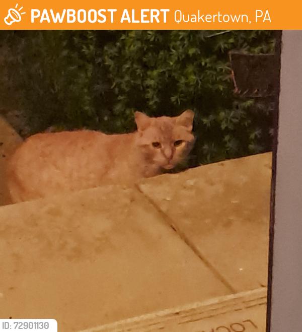 Found/Stray Unknown Cat last seen Walnut Bank Farm Road, Quakertown, PA 18951