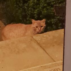 Found/Stray Unknown Cat last seen Walnut Bank Farm Road, Quakertown, PA 18951