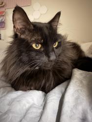 Lost Male Cat last seen Near Pershing Rd Chula Vista CA 91913, Chula Vista, CA 91913