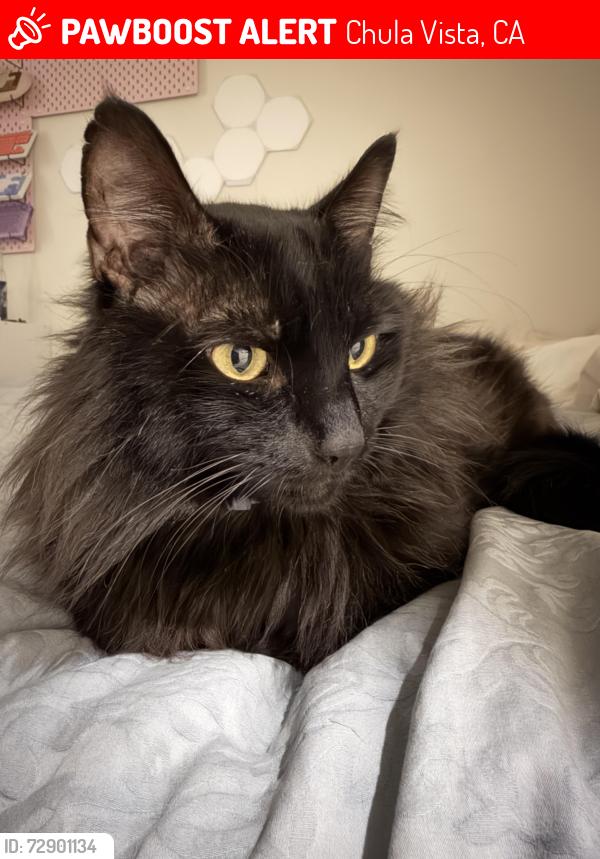 Lost Male Cat last seen Near Pershing Rd Chula Vista CA 91913, Chula Vista, CA 91913