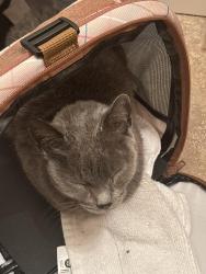Found/Stray Female Cat last seen Fish lake trail , Spokane, WA 99224