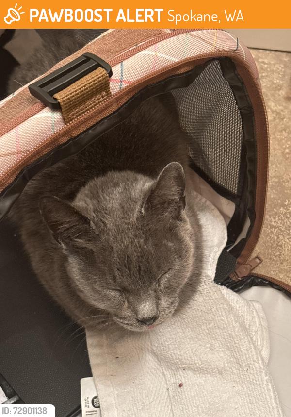 Found/Stray Female Cat last seen Fish lake trail, Spokane, WA 99224