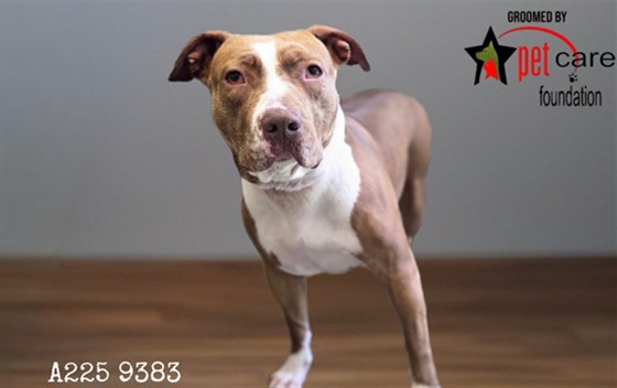 Shelter Stray Female Dog last seen , Los Angeles, CA 90047