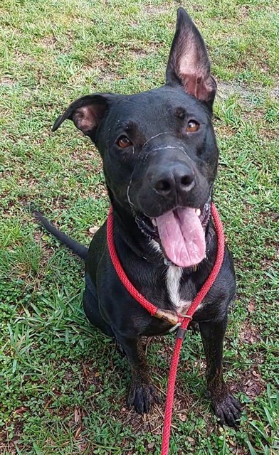 Shelter Stray Male Dog last seen Near BLOCK SW 5 ST, DANIA BEACH, FLORIDA, Davie, FL 33312