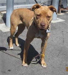 Shelter Stray Female Dog last seen , Los Angeles, CA 90047