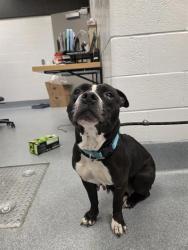 Shelter Stray Female Dog last seen Near , Indianapolis, IN 46221