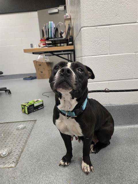 Shelter Stray Female Dog last seen Near , Indianapolis, IN 46221