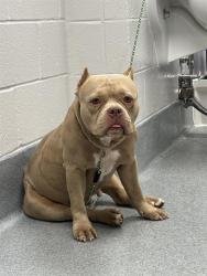 Shelter Stray Female Dog last seen Near , Indianapolis, IN 46221