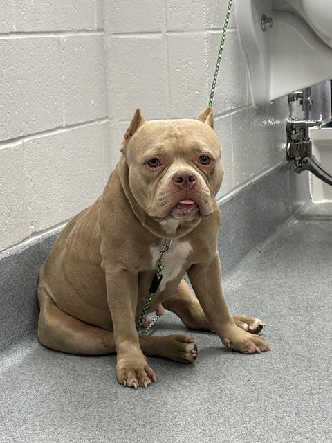 Shelter Stray Female Dog last seen Near , Indianapolis, IN 46221