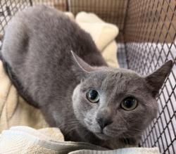 Shelter Stray Male Cat last seen , Chatsworth, CA 91311